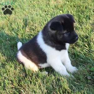 Mac, Akita Puppy